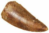 Serrated Raptor Tooth - Real Dinosaur Tooth #371466-1